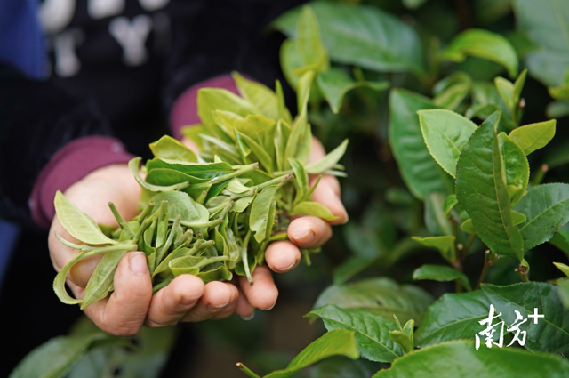 白洞茶叶：茶香五十载，见证乡村兴｜佛味鲜生