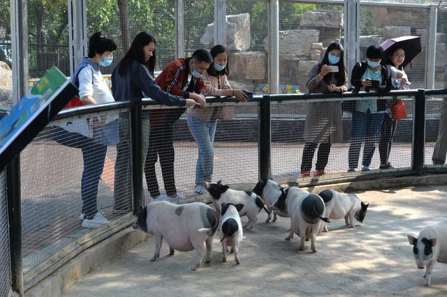 新来的大熊猫、新出生的萌宝……十一假期到石家庄市动物园看看新面孔