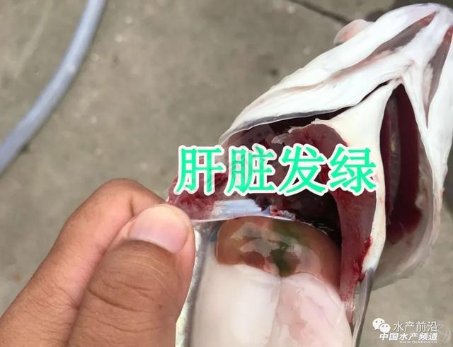 海鲈怪病”席卷粤闽，浮头游水暴毙惨烈！没法治？｜罗后兵专栏