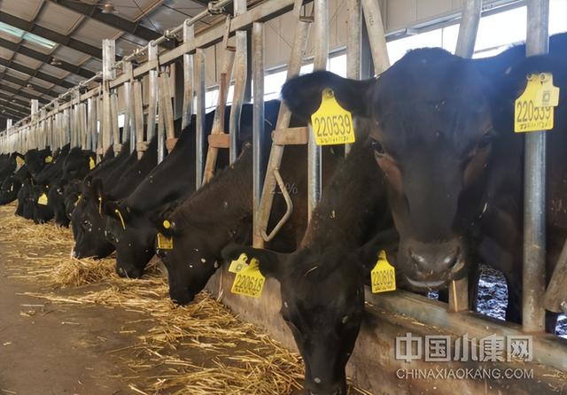 【津甘协作花 绽放红土地】铆足牛劲向前犇 ——镇原县良种肉牛繁育示范产业园巡礼