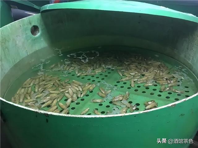 金乌贼的生物特征与室内人工繁育技术