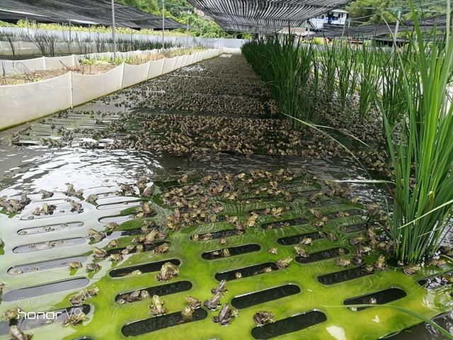 封闭小山村巨人稻下养殖青蛙