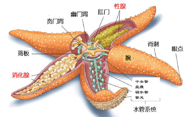 胶州湾海星泛滥，价值一亿的海鲜被吃光！网友主动请战：能吃吗？