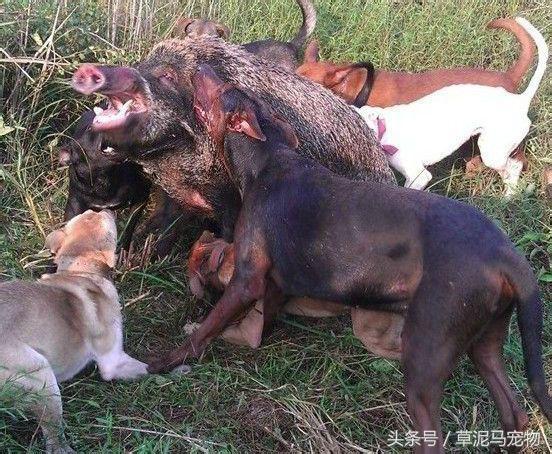 国产精品犬种之莱州红犬