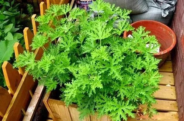 “驱蚊植物”有效吗？科学实验结果来了，一看吓一跳……