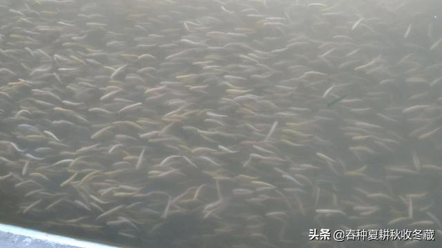 流水养殖鲟鱼虹鳟金鳟效益好，怎么养殖？几点建议需要了解