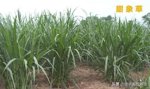 南方草鱼养殖种植什么牧草好？实用操作技术值得你收藏