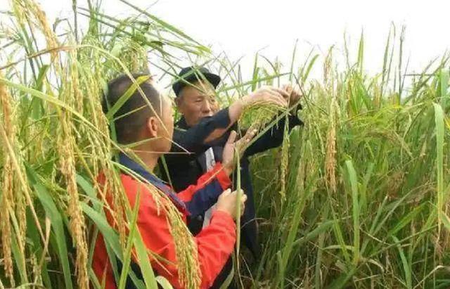 湖南巨人稻 + 青蛙 + 泥鳅”综合种养技术