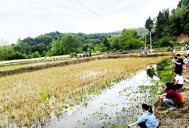 「绵阳」江油市大堰镇：“稻鱼蟹共生”让绿色生态发展成色更亮