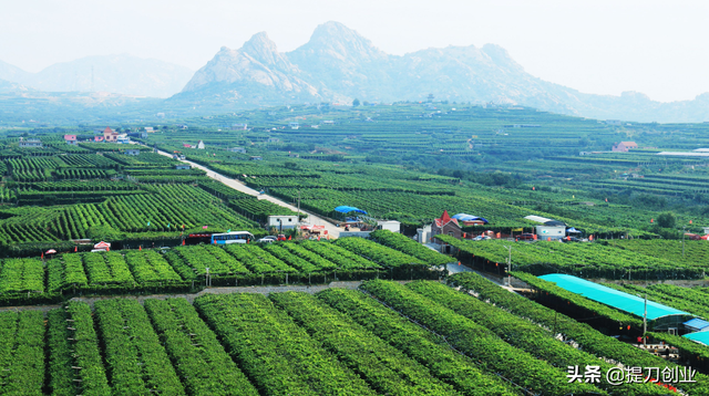 山东省青岛平度市景点