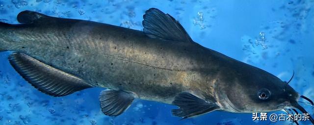 革胡子鲶鱼的生物性特性与养殖技术