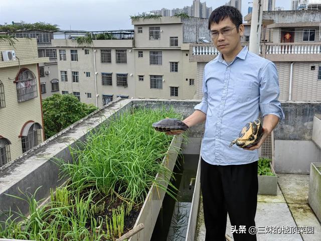 楼顶菜园立体种养模式：养乌龟，为菜提供肥水，养蜜蜂为瓜果授粉