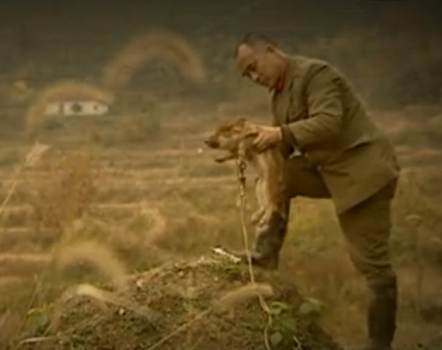 2000年，男子抬6头母猪上山给野猪当媳妇，开野猪婚介所发家致富