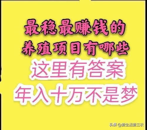 效益高，收益稳定的养殖项目有哪些？