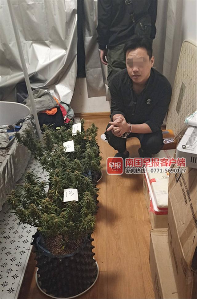 南宁两男子在卧室种植大麻，自己吸食不完还卖给他人