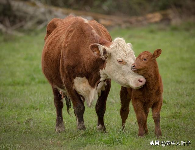 32万买10头大母牛，3年收入43万，10头大母牛还在手，咋做的呢