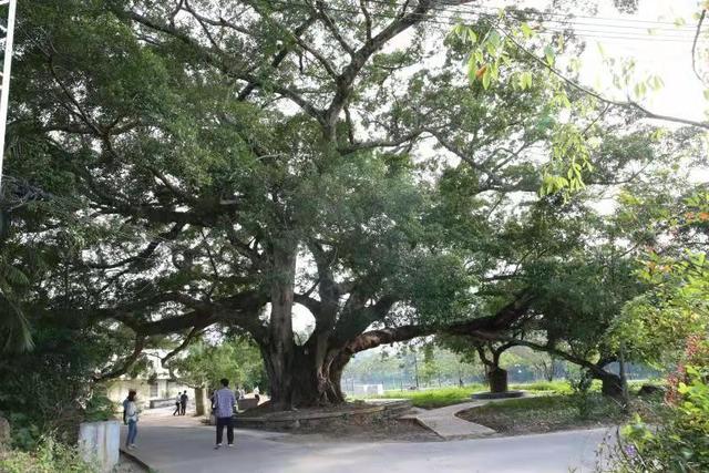 惠东九龙峰四村各投约2000万建新农村，绘乡村振兴蓝图