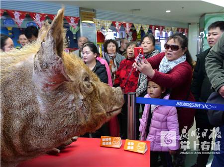 “猪”福到！昆明动物所盘龙区科协共同为市民送科普大礼包