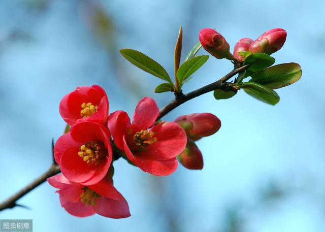 这4种花秋冬多冻冻，才能开花鲜艳，花量大