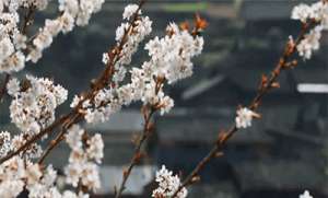 阳西县珍珍竹鼠养殖场(湘西居然还隐匿如此多绝世秘境，知道的人不多)