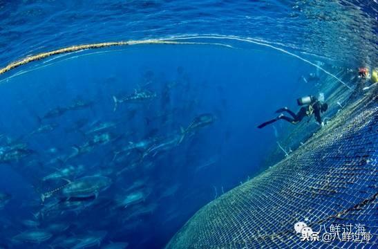 蓝鳍金枪鱼：“海底熊猫”的未知命运！