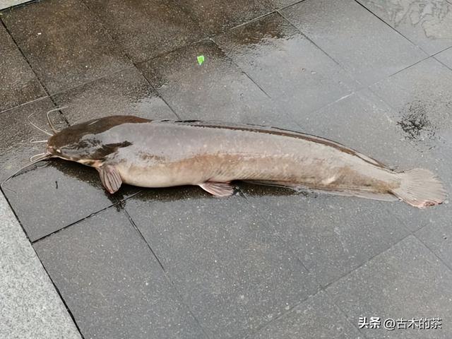 革胡子鲶鱼的生物性特性与养殖技术