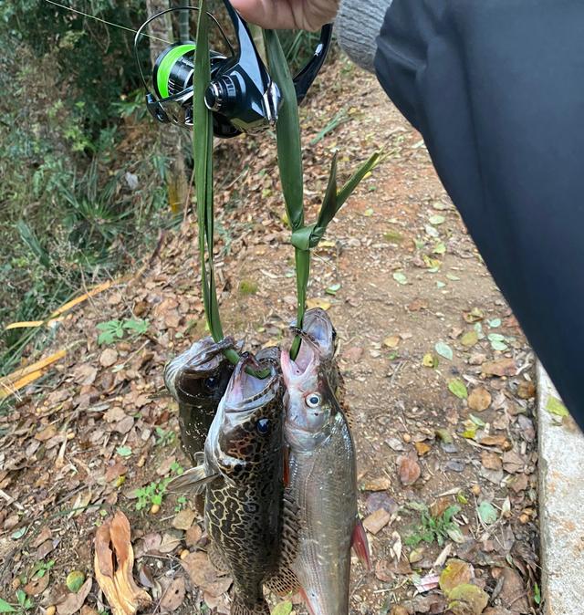 这种广西“虎皮鳜”喜欢栖息在清澈的小河里，如今已不多见