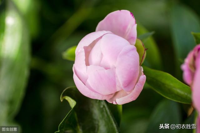 从诗经看芍药花语，芍药到底是相约还是将离？