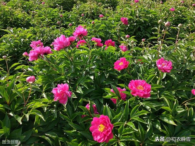 从诗经看芍药花语，芍药到底是相约还是将离？