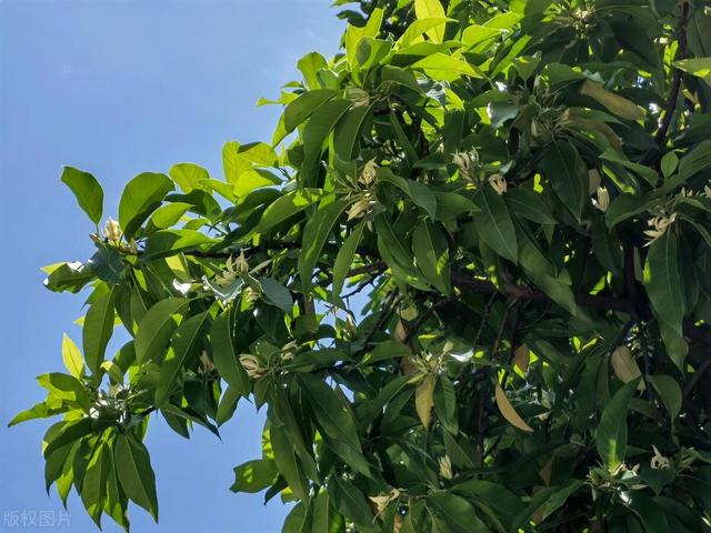 这花就是“活香水”，摆家里这么养，花量大香水味好闻