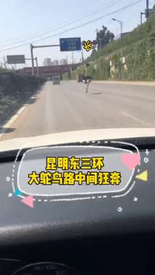 云南鸵鸟养殖基地(还记得在昆明东三环狂奔5公里鸵鸟吗？它的主人找到了)