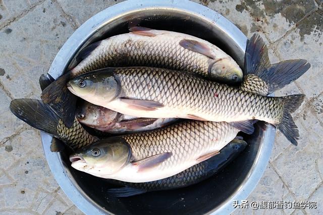 冬天如何钓草鱼？用什么鱼饵？冬天钓草鱼的技巧和好用的鱼饵