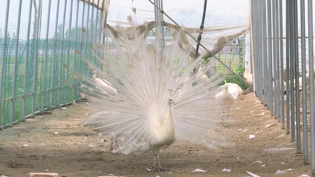 视频丨孔雀“飞进”寻常百姓家，年养殖效益轻松过十万元