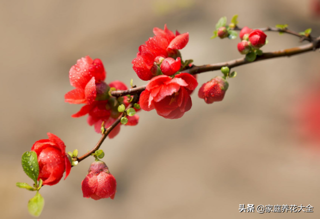 海棠花在室内开，注意这些养护知识，花开又大又艳丽！