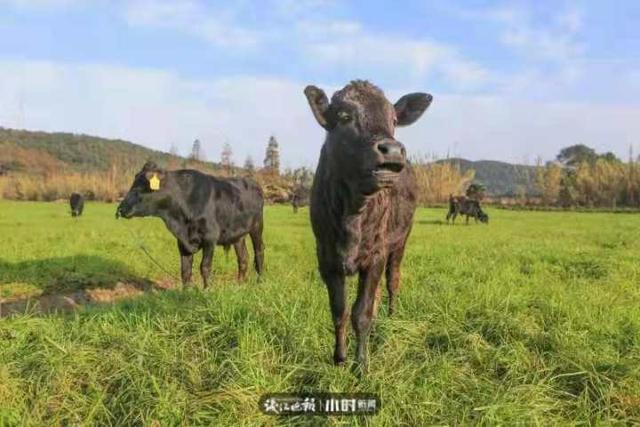 数量不足200头，背上长瘤的舟山黄牛有多“牛”？大学博士揭开了它的身世之谜