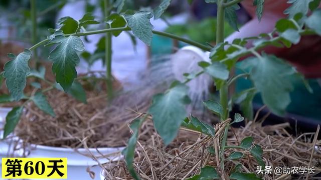 圣女果你还在花钱买吗？学会种植小技巧，在家种植结果多到吃不完