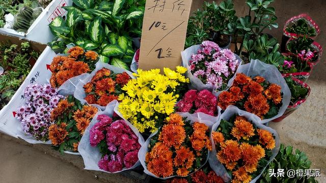 济南最大的花卉市场，北外环富莱花卉市场