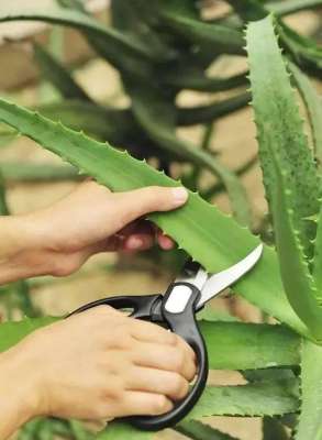 芦荟的养殖及图片(养盆大芦荟，就是家里“小药箱”，切个叶子抹抹脸，又白又健康)