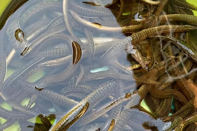 大刺鳅的生物学特性与人工繁养殖技术