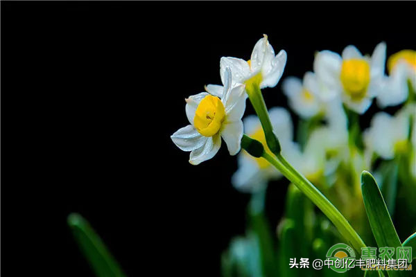 水仙花养殖方法及注意事项