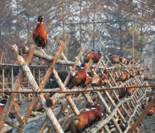 大学生回乡养殖山鸡，年销售额180万元