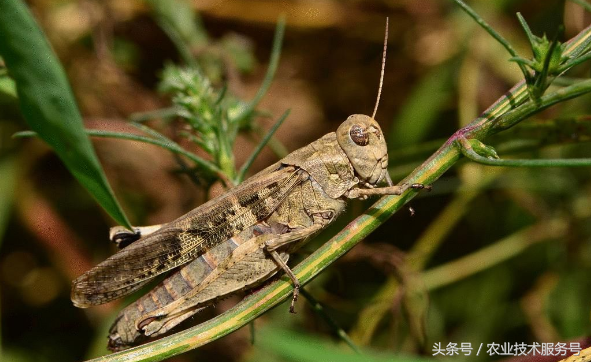 农村有一种会咬食庄稼的昆虫，还可以做成极好的美食，你吃过吗？