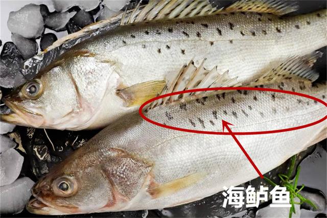 鲈鱼大揭秘：海鲈 vs 河鲈，你知多少？