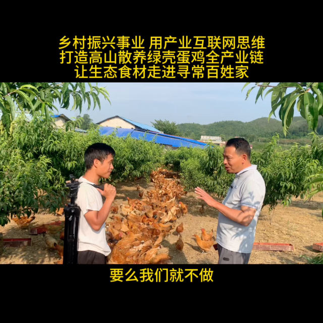 乡村振兴事业 用互联网思维打造贵州高山散养绿壳蛋鸡全产...