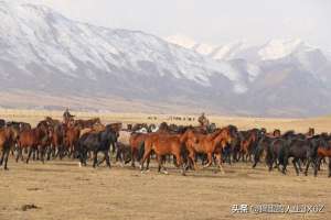 跑马养殖基地(甘肃张掖山丹马场再现骏马奔腾 场面十分壮观)