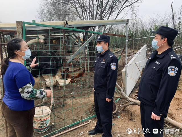 六千余元鸵鸟逃出养殖场，青岛西海岸民警利用社区微信群找回