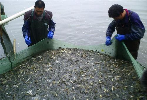 养殖泥鳅的利润、产量如何？养殖泥鳅需要什么条件，一文说清