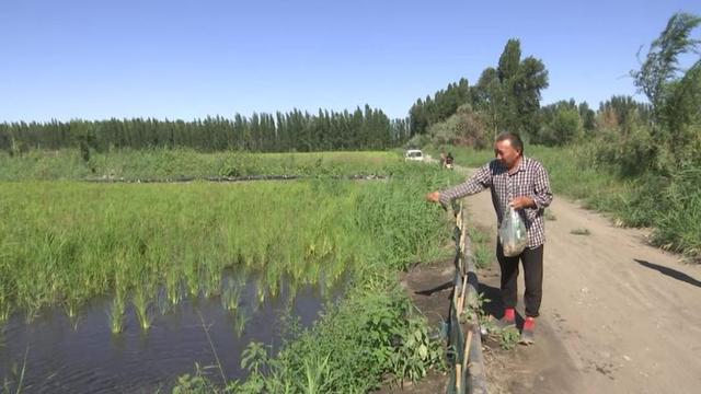 丰收在望　精河县茫丁乡稻蟹共生水稻田进入灌浆期