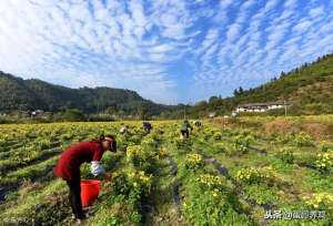 蛋鸡养殖户微信(养鸡秘诀：菊花在养鸡中的妙用，养鸡人收藏一下吧)