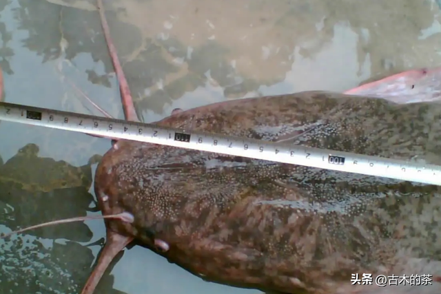 革胡子鲶鱼的生物性特性与养殖技术